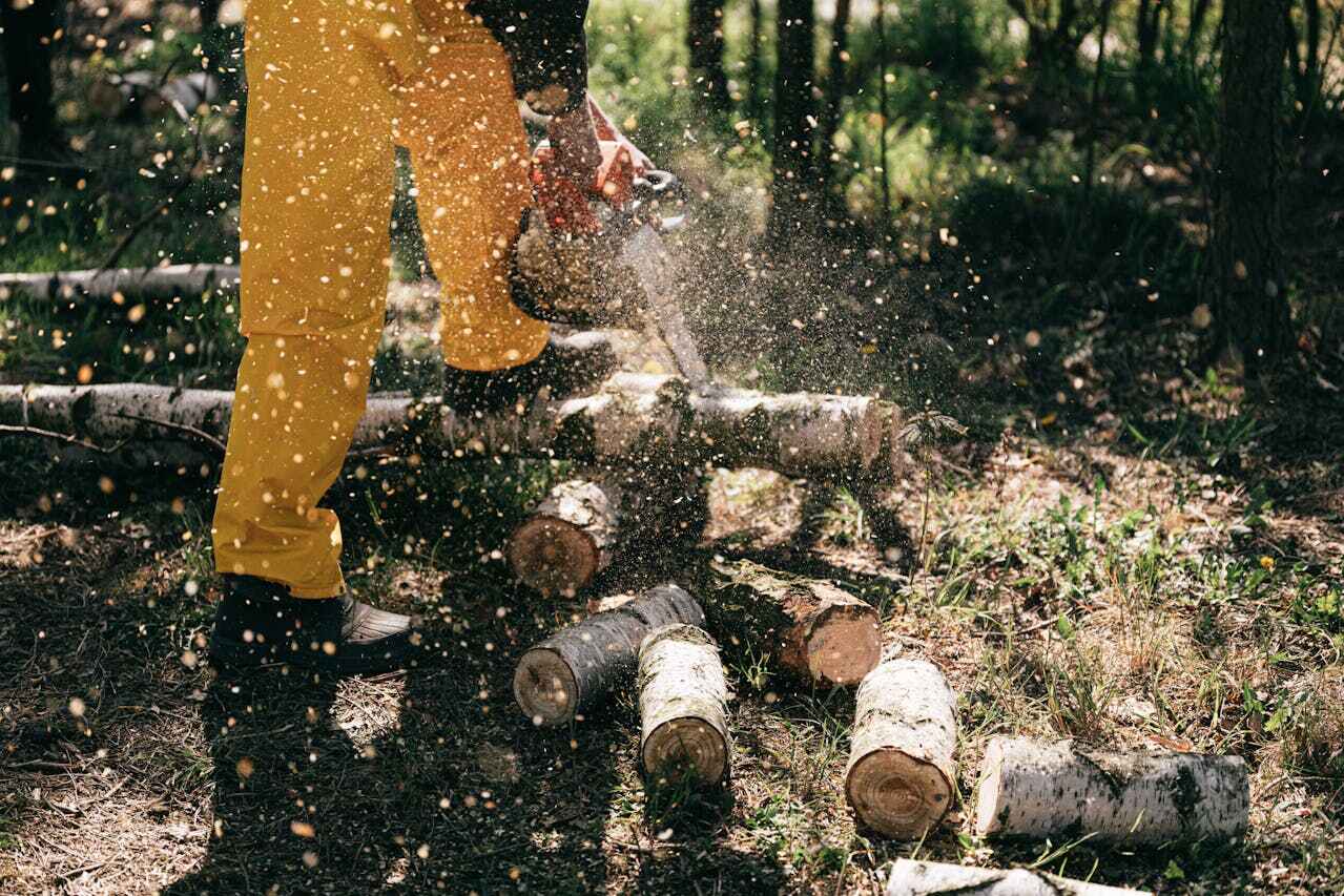 Best Tree Branch Trimming  in Belleair Bluffs, FL